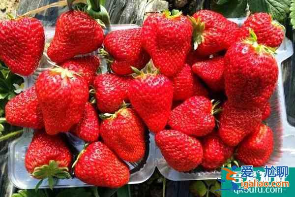 北京摘草莓的地方在哪里 北京草莓采摘攻略？