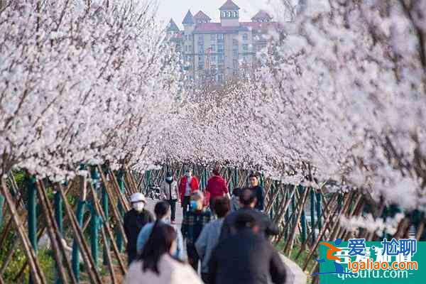 2022鹤壁樱花节是几月几日?在什么地方什么时候开启?？