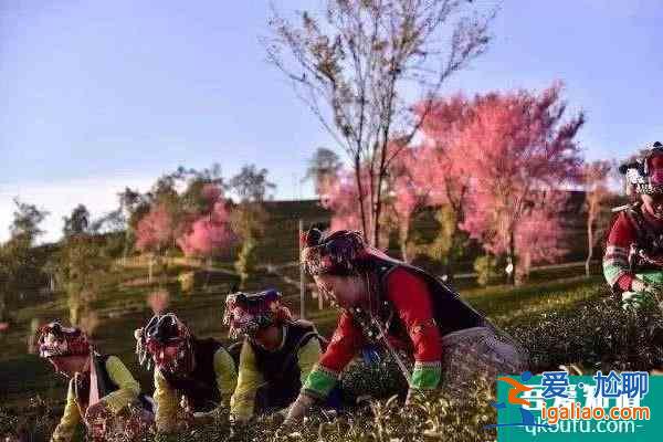 2022无量山樱花谷攻略 最美时间和花期是什么时候？