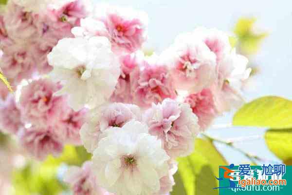 广州观赏樱花的地方在哪里 附最佳观赏点？