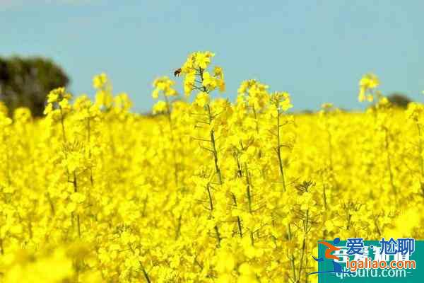 2022长沙看油菜花最好的地方 最佳赏花景点推荐？