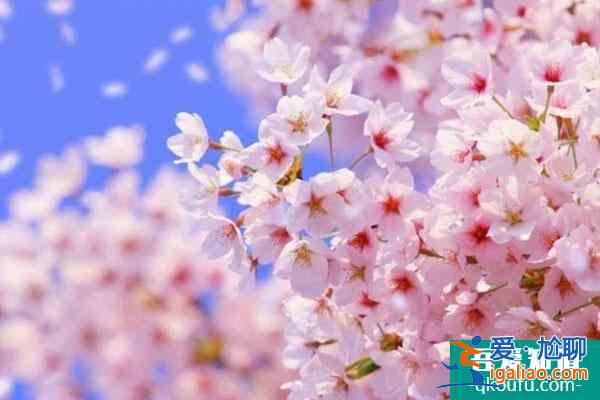 广州观赏樱花的地方在哪里 附最佳观赏点？