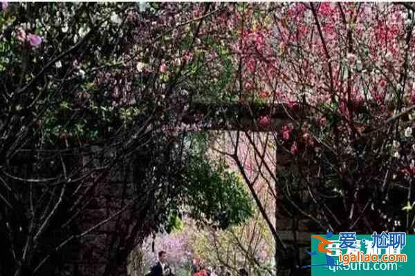 福建樱花景区有哪些 福建哪里樱花好看？