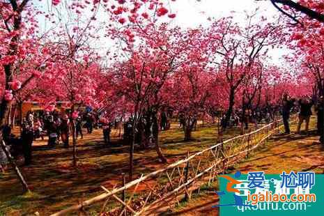 2022昆明圆通山樱花节是什么时候？