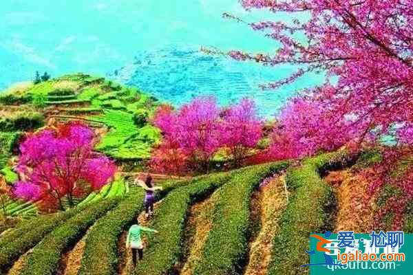 福建樱花景区有哪些 福建哪里樱花好看？