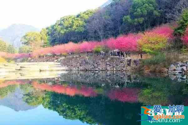 福建樱花景区有哪些 福建哪里樱花好看？