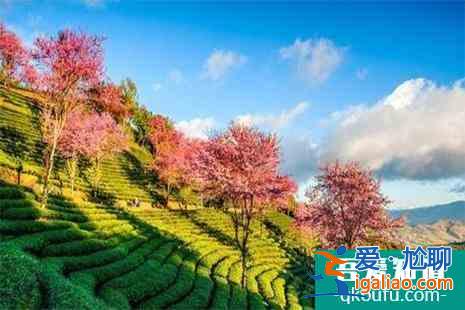 2022云南宜良樱花谷樱花节时间？