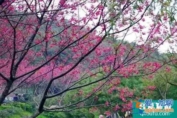 福建樱花景区有哪些 福建哪里樱花好看？