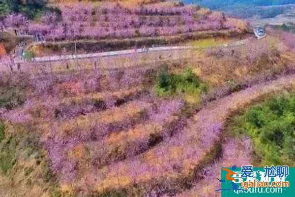 福建樱花景区有哪些 福建哪里樱花好看？