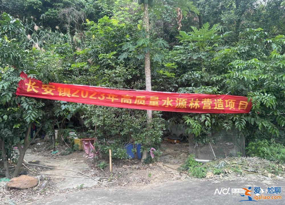 市民投诉广东东莞一地连日砍树？当地回应称正进行树种更换？