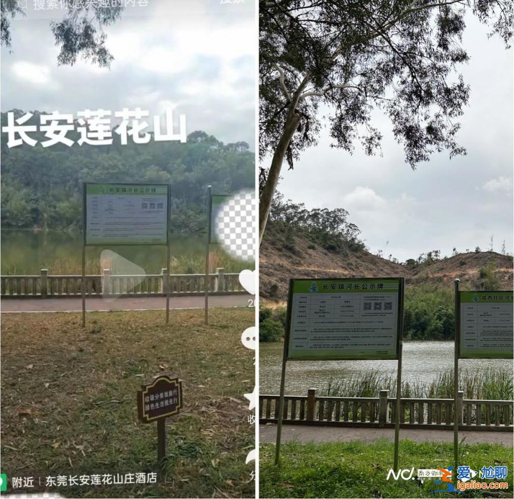 市民投诉广东东莞一地连日砍树？当地回应称正进行树种更换？