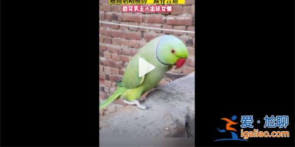 丈夫出轨被鹦鹉模仿其露骨的言语揭穿[鹦鹉]？