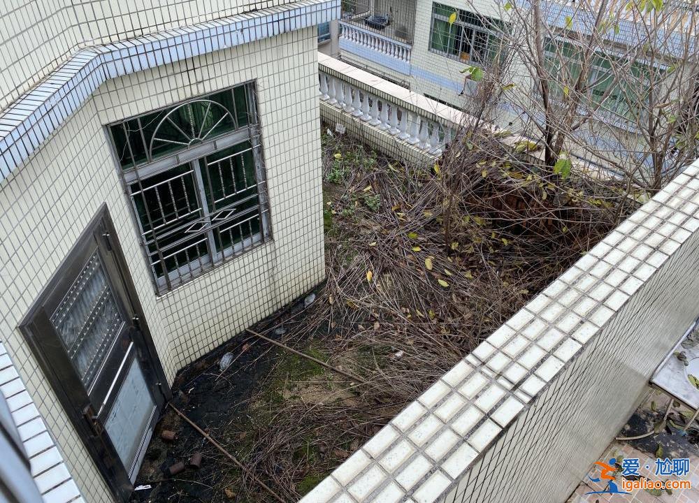 喂养两条“弃狗” 一对年轻夫妻被指控盗窃罪、判处拘役4个月？