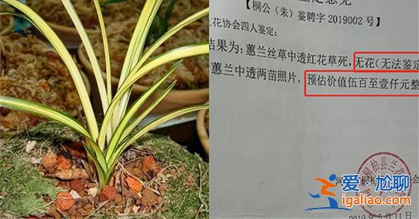 农妇掐走兰花被判三年缓刑四年[判刑缓刑]？