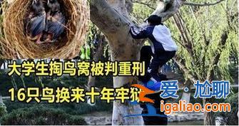 大学生掏鸟案当事人27日刑满释放，这不是结束而是开端[结束而是开端]？