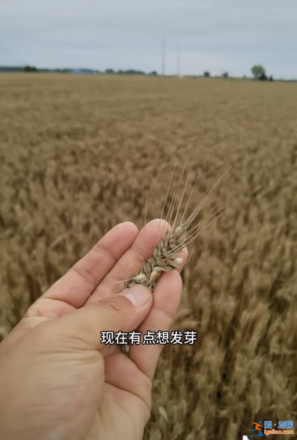 主要是因连续降雨？