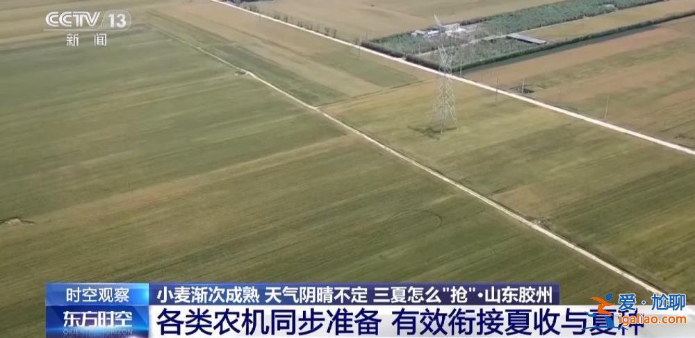 小麦渐熟 “烂场雨”下的三夏怎么“抢”？？