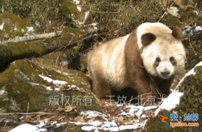 被笃信的谣言 被围攻的科普？