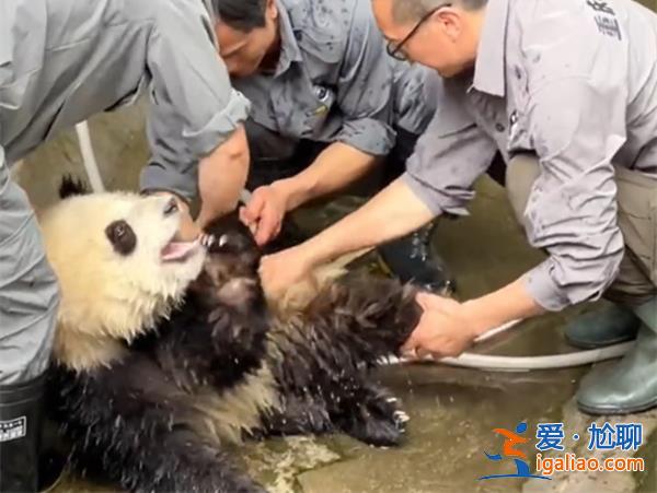大熊猫洗澡两个半人摁半个负责洗画面搞笑[洗澡]？