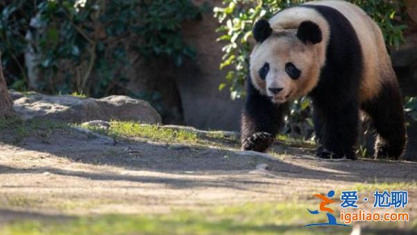 旅法大熊猫幼仔“圆梦”回国时间推迟至7月25日？
