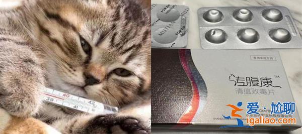 女高材生制售救猫药获刑15年，现实版我不是药神[制售救猫药]？