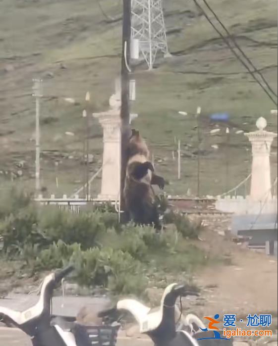 翻围墙、拆铁门……西藏一县城中心频频“熊出没”？当地回应？