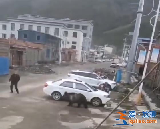 翻围墙、拆铁门……西藏一县城中心频频“熊出没”？当地回应？