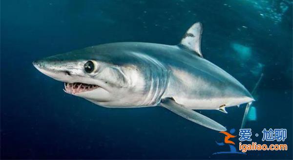 男子游泳被鲨鱼袭击幸有海豚相救，海豚为什么救人类[鲨鱼]？
