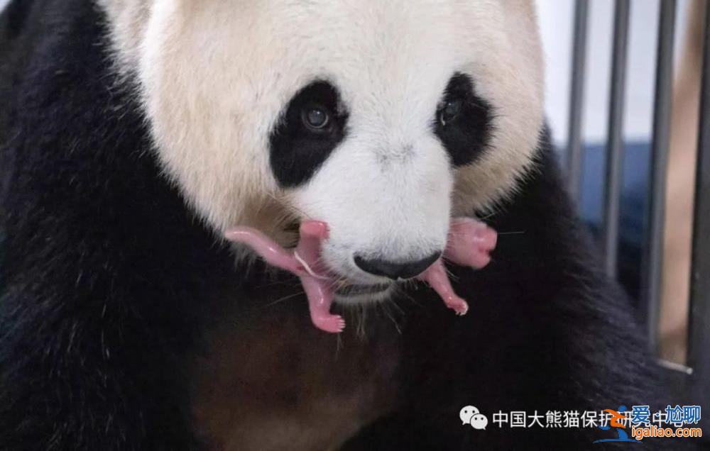 旅韩大熊猫“华妮”诞下一对雌性双胞胎幼崽？