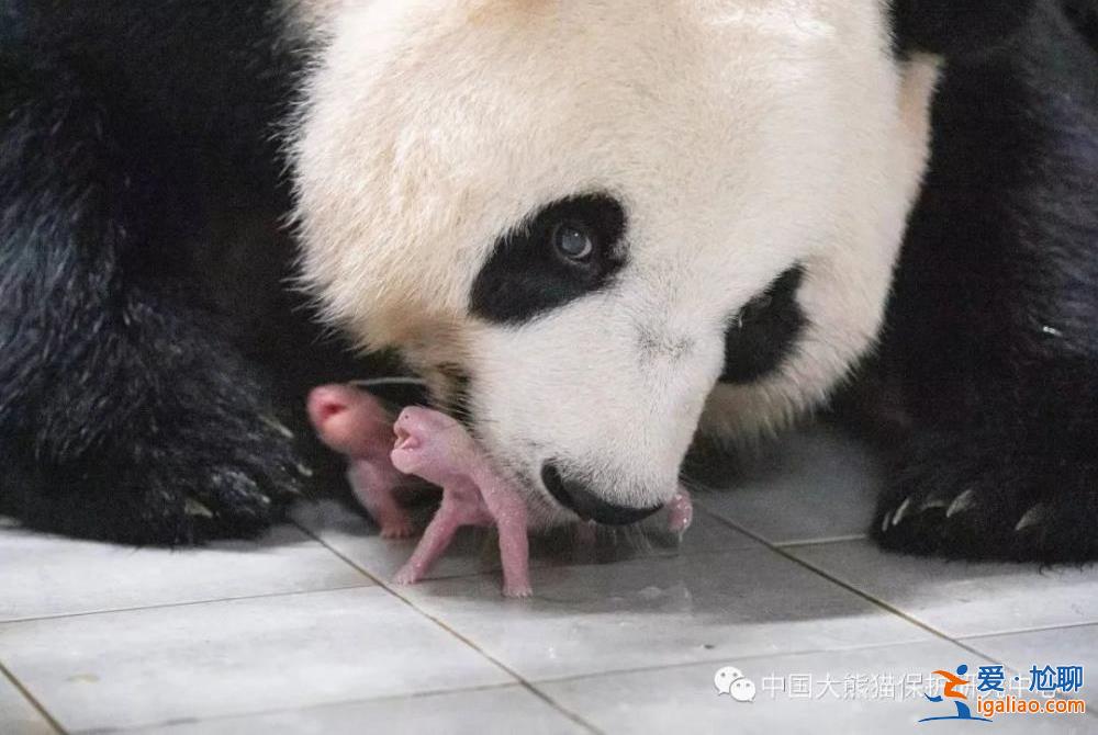 旅韩大熊猫“华妮”诞下一对雌性双胞胎幼崽？