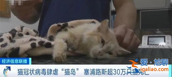 超过30万只猫得冠状病毒死亡[冠状病毒]？