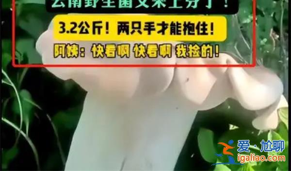 村民挖出巨型野生菌竟有3.2公斤[3.2公斤]？