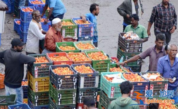 印度爆发西红柿之乱，西红柿价格太贵[西红柿之乱]？