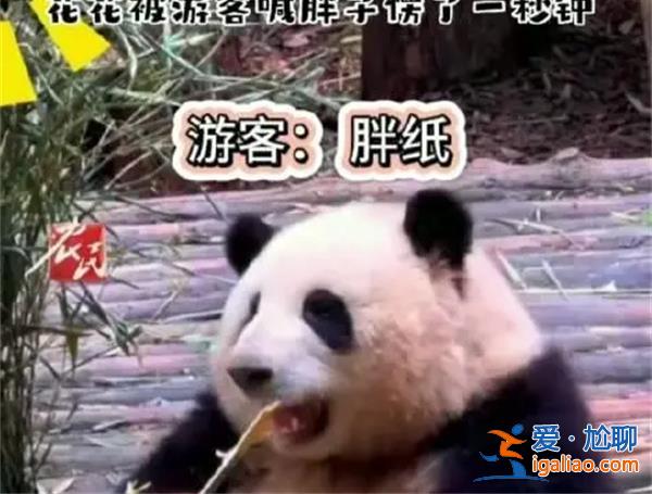 花花被游客喊胖子愣了1秒钟 花花是不是知道自己是胖子？