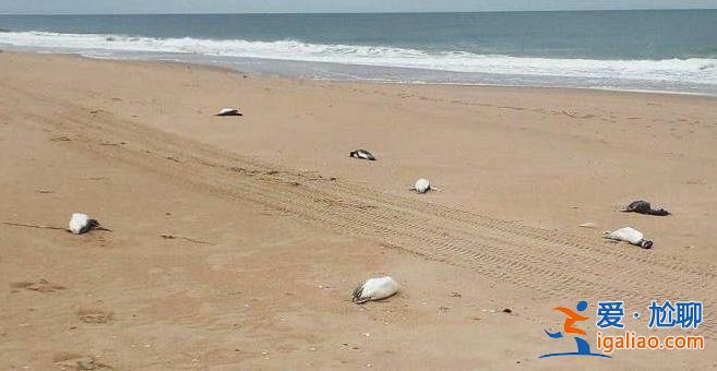 约2000只死于海中的企鹅被冲到乌拉圭海岸 死因仍未知？