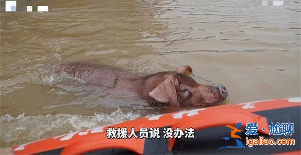哈尔滨部分地区被淹，猪游泳自救，真的游泳自救了吗[猪游泳自救]？