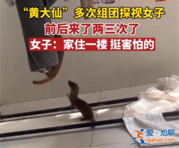 黄鼠狼多次闯入女子家中，黄鼠狼为何进入女子家中[女子家中]？