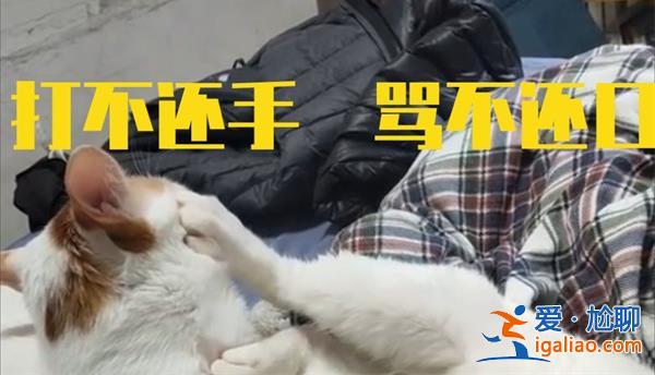 体重280斤店员被殴打拒不还手，为什么不还手呢[店员]？