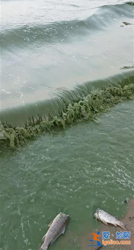 水体出现富营养化 正处置？