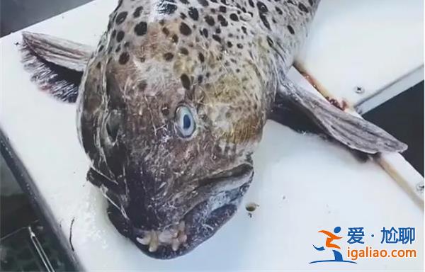 俄罗斯海岸惊现深海恐怖怪鱼，以下是怪鱼出现原因[深海恐怖怪鱼]？