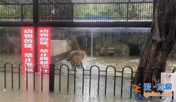 中山公园动物园没受大雨影响？