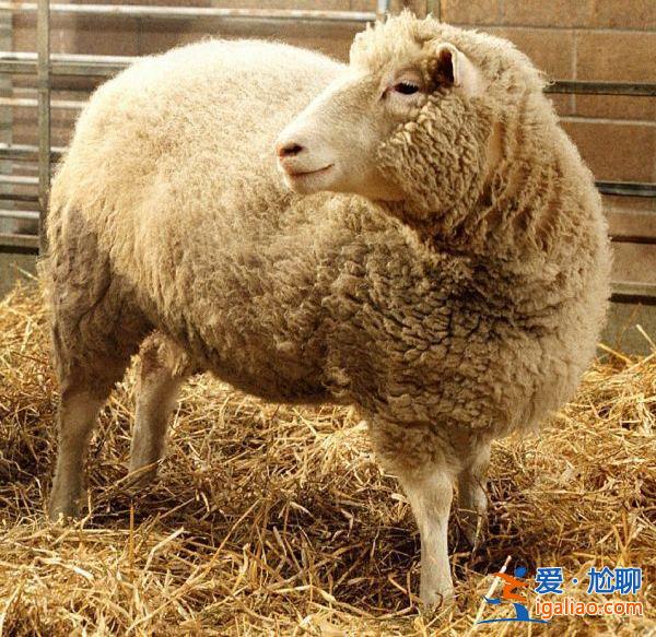 “克隆羊之父”伊恩·威尔穆特逝世 曾培育出世界第一只克隆羊“多利”？