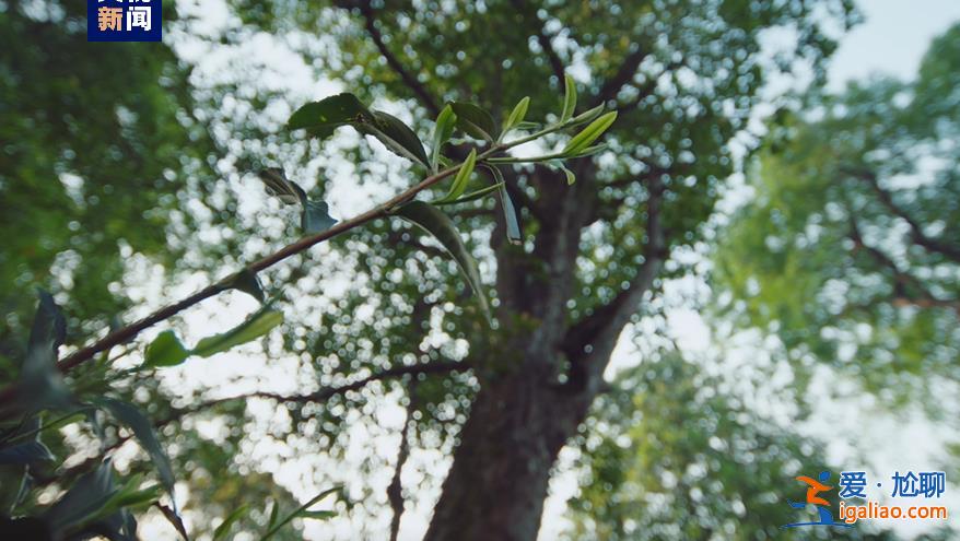 历经13年申遗 云南“普洱景迈山古茶林”列入世界遗产？