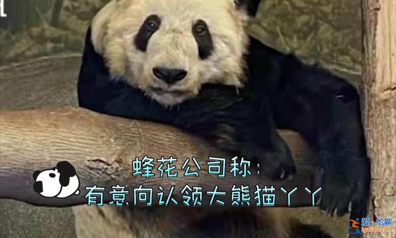 蜂花终身认养一只大熊猫，终身认养原因看这一条[一只大熊猫]？