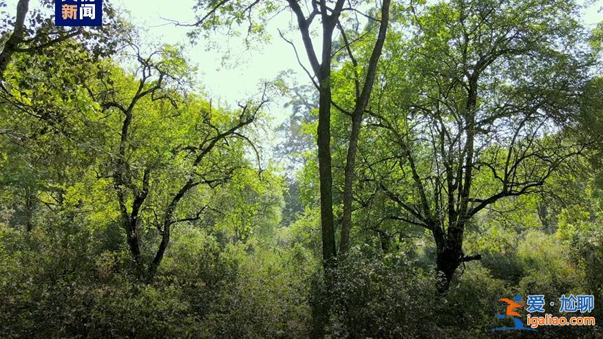 历经13年申遗 云南“普洱景迈山古茶林”列入世界遗产？