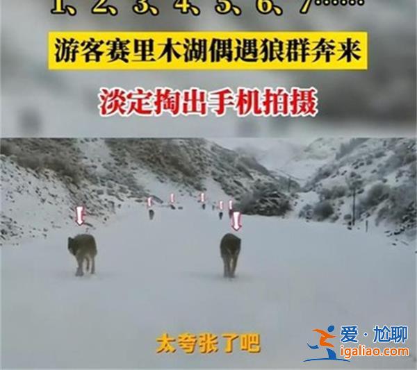 游客新疆偶遇狼群淡定拍照，行为有些危险[有些危险]？