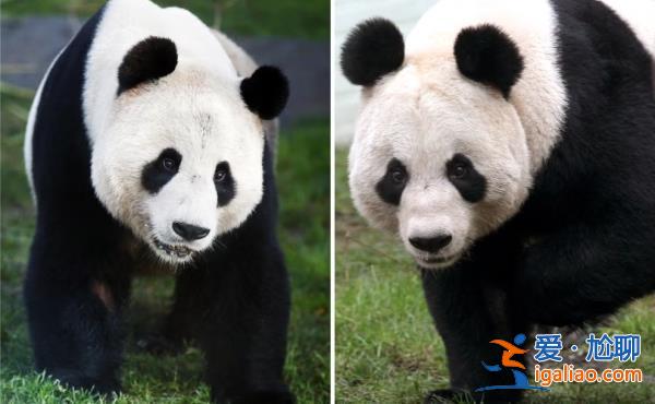旅居英国12年 英国唯一一对大熊猫将于12月回到中国？