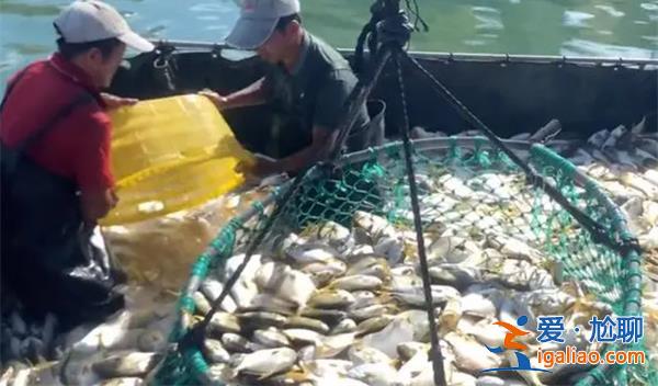 渔民剪破渔网放生300斤海龟[剪破]？