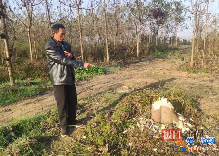 河南信阳一乡政府邀请农业公司建生态林 几年后派人砍树称其违法占地？