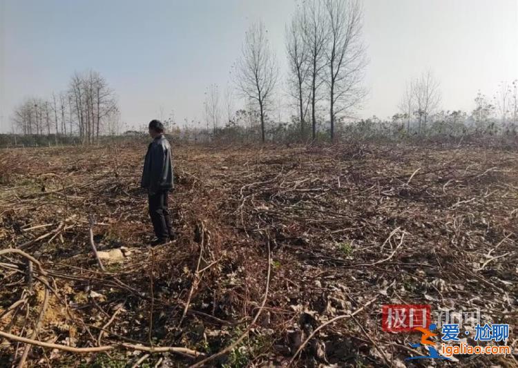 河南信阳一乡政府邀请农业公司建生态林 几年后派人砍树称其违法占地？